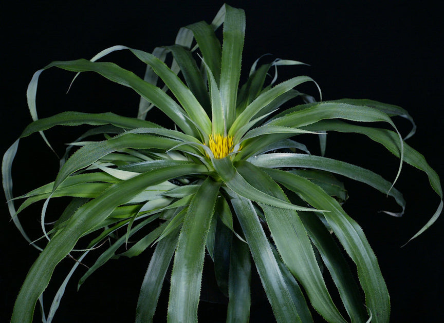 Navia arida – Tropiflora