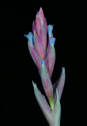 Tillandsia aeranthos clone #3 - Tropiflora