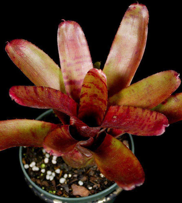 Neoregelia rubrifolia - Tropiflora
