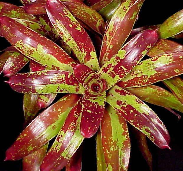 Neoregelia 'Gespacho' - Tropiflora