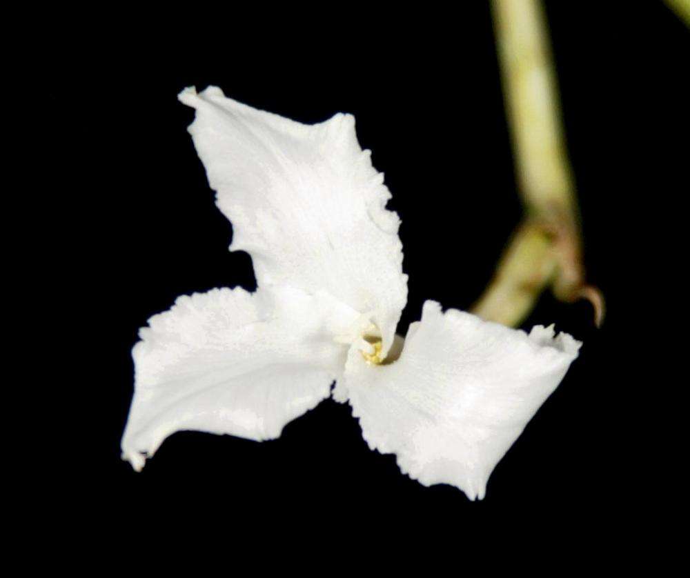 Tillandsia mereliana – Tropiflora