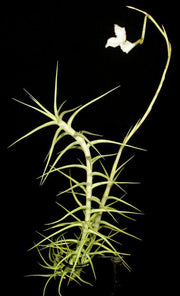 Tillandsia mereliana - Tropiflora