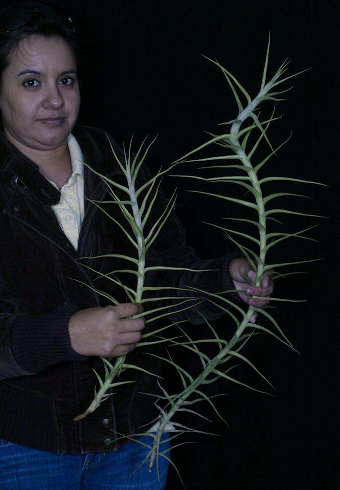 Tillandsia mereliana – Tropiflora