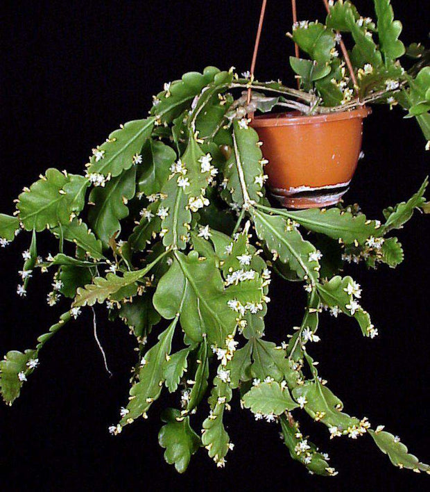 Rhipsalis crispamarginata - Tropiflora