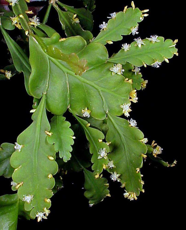 Rhipsalis crispamarginata - Tropiflora