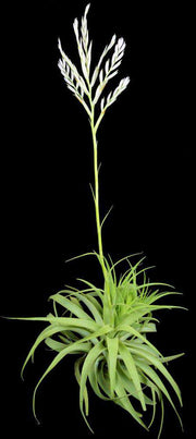 Tillandsia cacticola 'Bright Clone' - Tropiflora