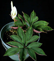 Amorphophallus pygmaeus - Tropiflora