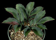 Amorphophallus pygmaeus - Tropiflora