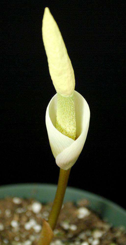 Amorphophallus pygmaeus - Tropiflora