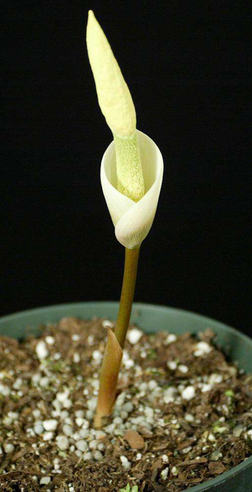 Amorphophallus pygmaeus - Tropiflora