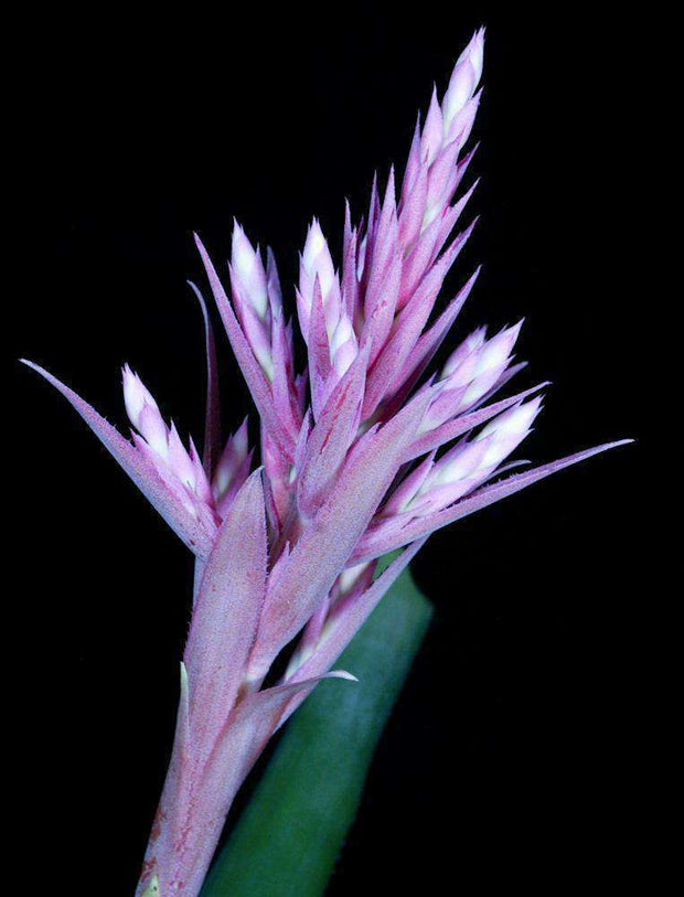 Aechmea fendleri x fasciata - Tropiflora