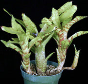 Neoregelia ampullacea 'San Diego WBC 94' - Tropiflora