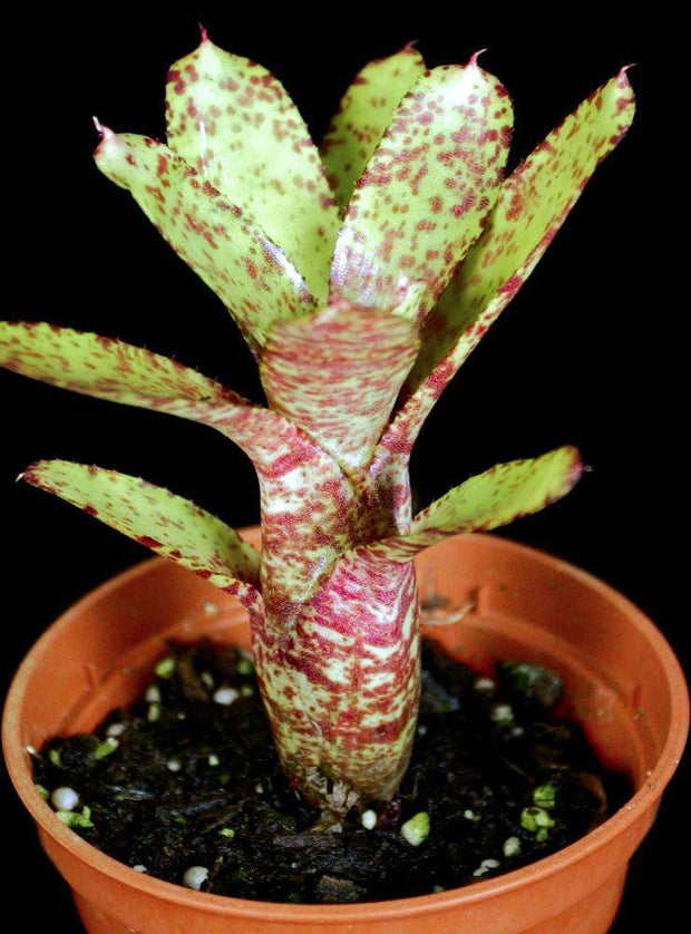 Neoregelia ampullacea 'San Diego WBC 94' - Tropiflora