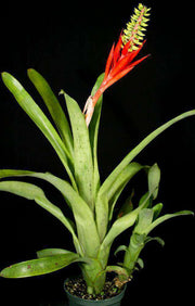 Aechmea nudicaulis EL 8/95 WB - Tropiflora