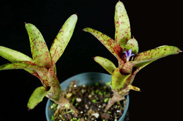 Neoregelia 'Little Jewel' - Tropiflora