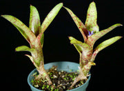 Neoregelia 'Little Jewel' - Tropiflora