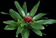 Nidularium 'RaRu' x 'Sao Paulo' - Tropiflora