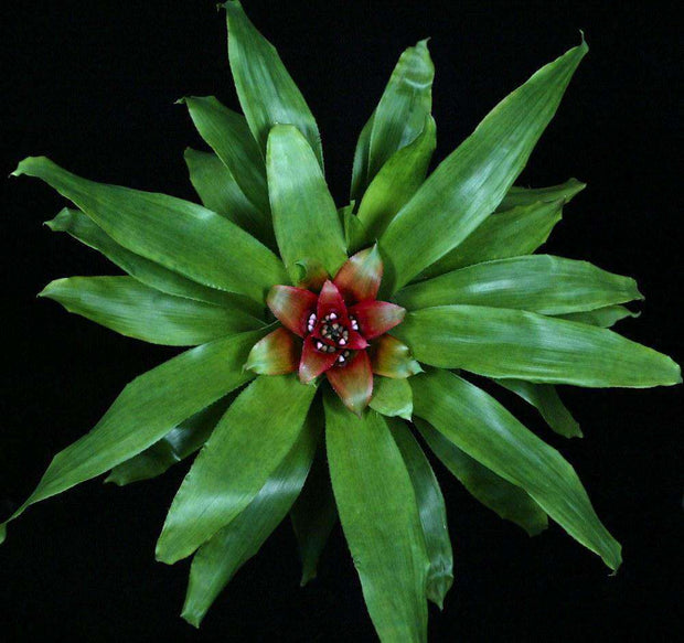 Nidularium 'RaRu' x 'Sao Paulo' - Tropiflora