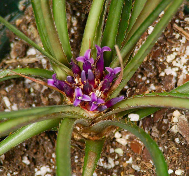 Bromelia macedoi - Tropiflora