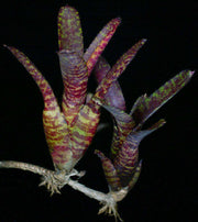 Neoregelia 'Black Beauty' - Tropiflora