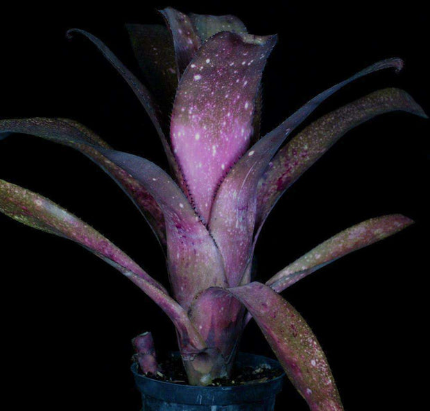 Billbergia 'Muchacho' - Tropiflora