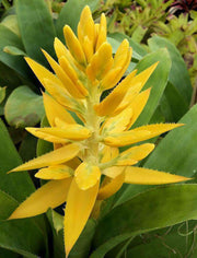 Aechmea 'Yellow Fever' - Tropiflora