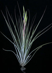 Tillandsia 'Kiana Knuth' - Tropiflora