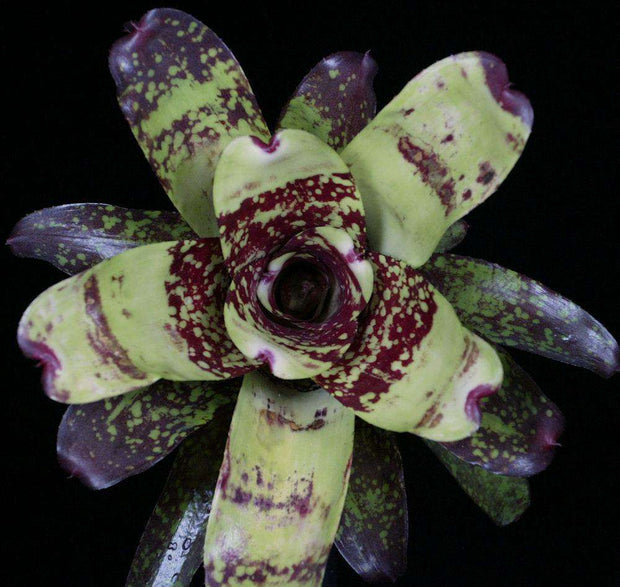 Neoregelia 'Madrid' - Tropiflora