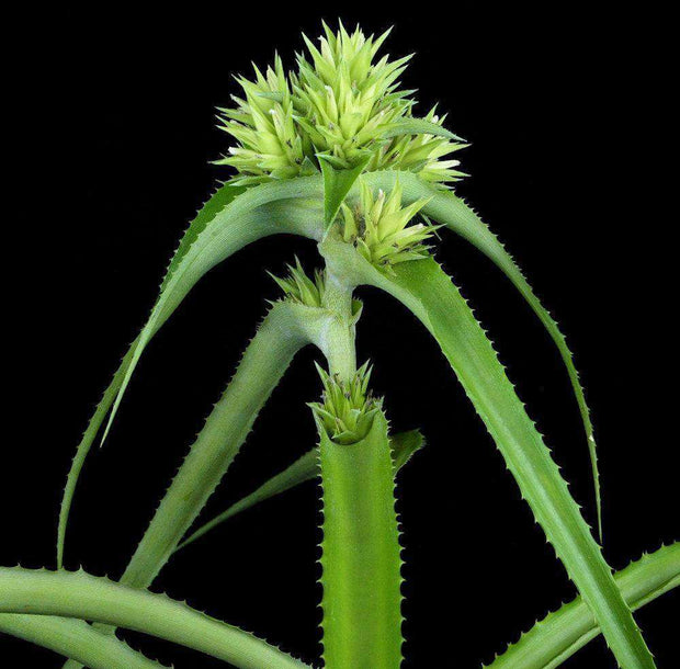 Orthophytum compactum SEL2003-0099 - Tropiflora