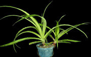 Orthophytum compactum SEL2003-0099 - Tropiflora