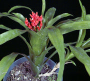 Lymania coralina - Tropiflora