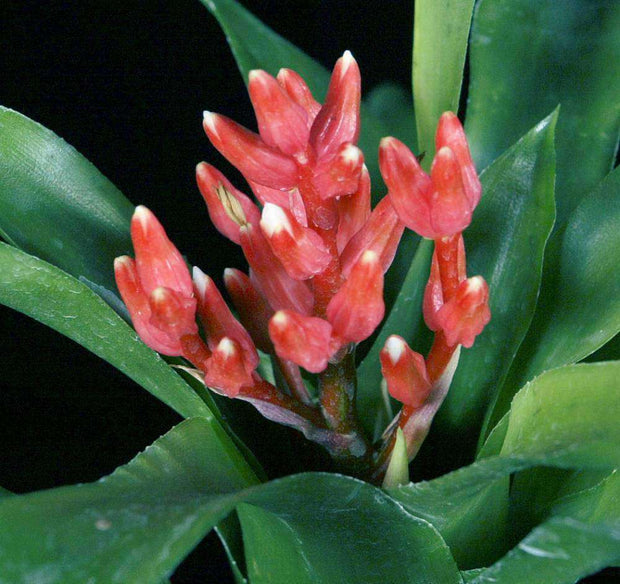 Lymania coralina - Tropiflora
