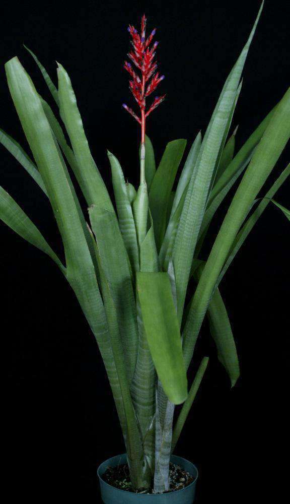 Aechmea wittmackiana 'Warren Loose' - Tropiflora
