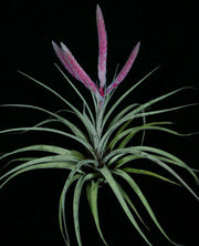 Tillandsia 'Steve' - Tropiflora