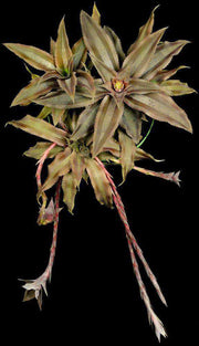 Cryptanthus lacerdae 'Menescal' SEL1999-0128 - Tropiflora