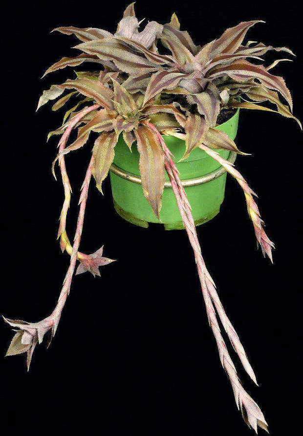 Cryptanthus lacerdae 'Menescal' SEL1999-0128 - Tropiflora