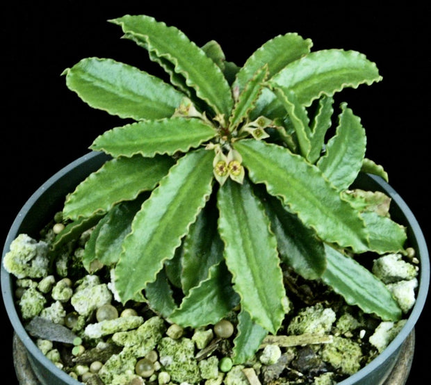 Euphorbia parvicyathophora