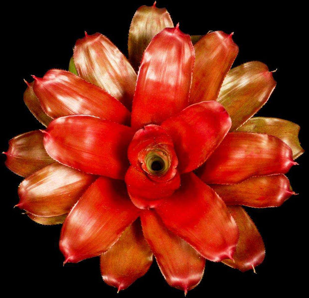 Neoregelia 'Puerto Rico' - Tropiflora