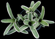 Neoregelia 'Skinny Mini' - Tropiflora
