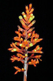 Aechmea caudata 'Blotches' - Tropiflora