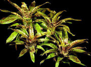 Aechmea orlandiana - Tropiflora