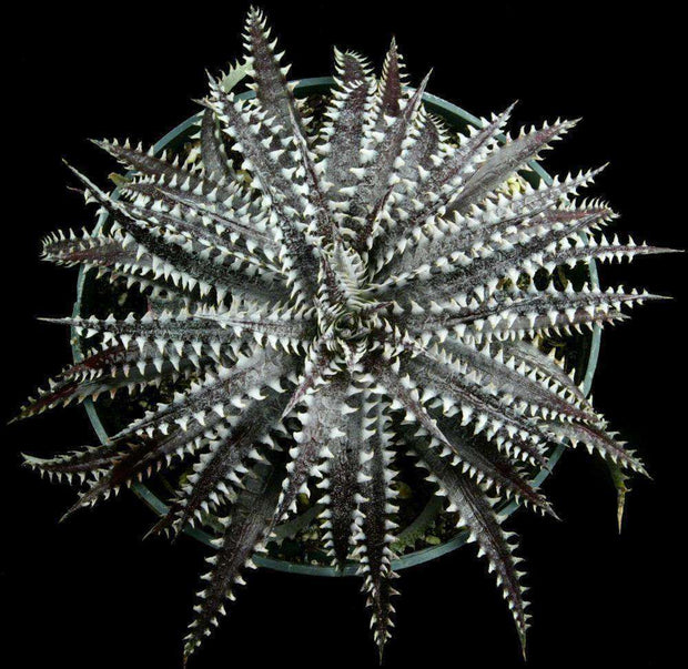 Dyckia 'Arizona' x 'Brittle Star' f2 - Tropiflora