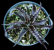 Dyckia 'Arizona' x 'Brittle Star' f2 - Tropiflora