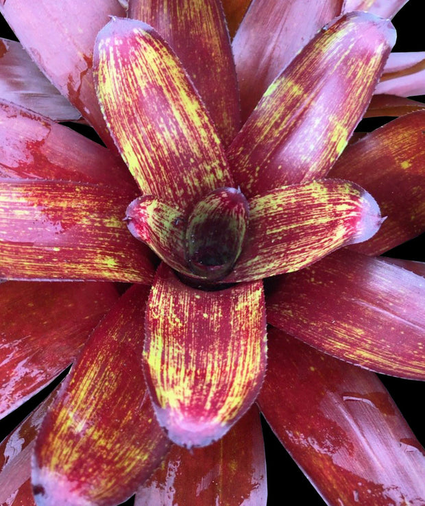 Neoregelia 'Patterson's Lovesong'