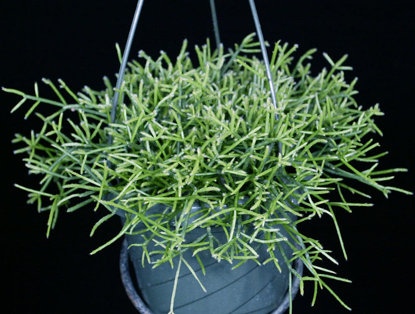 Rhipsalis teres var. prismatica – Tropiflora