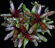 Neoregelia 'Red Waif' - Tropiflora