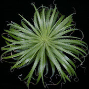 Hechtia epigyna - Tropiflora