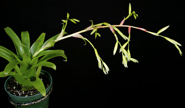 Vriesea delicatula