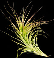 Tillandsia tenuifolia 'Rubra'