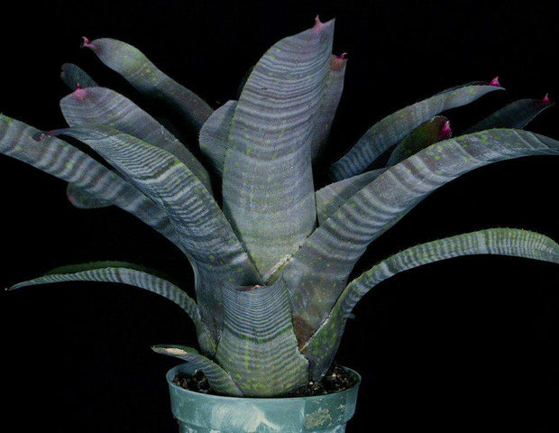 Neoregelia cruenta hybrid Rafael de Faria - Tropiflora
